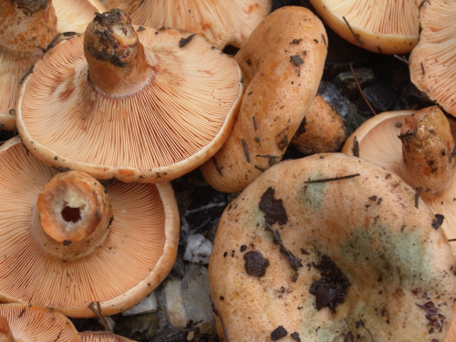 Lactarius-deterrimus-Groger-DSC02988
