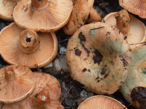 Lactarius-deterrimus-Groger-DSC02989