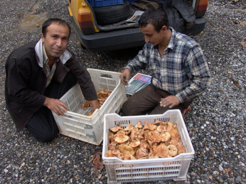 Lactarius-deterrimus-Groger-DSC02990
