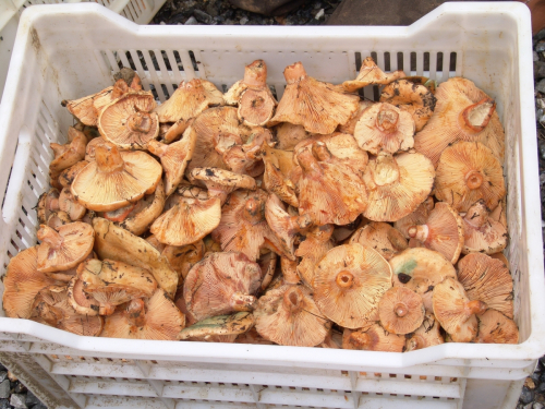 Lactarius-deterrimus-Groger-DSC02992