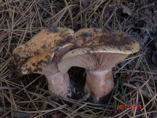 Lactarius-deterrimus-Groger-DSC05044