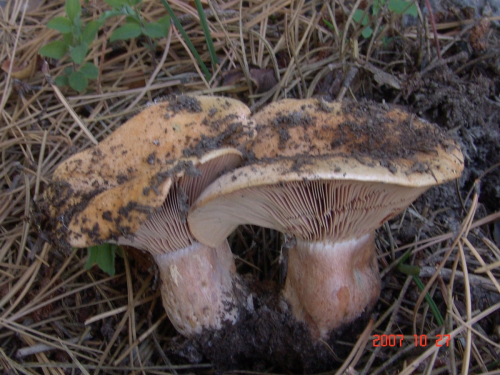 Lactarius-deterrimus-Groger-DSC05045