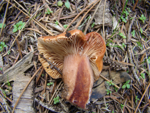 Lactarius-hepaticus-Plowr.-DSC03125