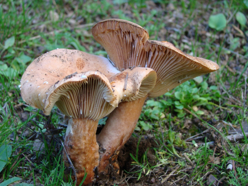 Lactarius-hepaticus-Plowr.-DSC03147