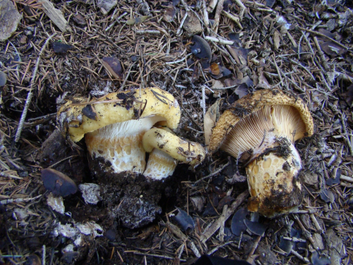 Lactarius-intermedius-Krombh.-Berk.-Broome-DSC03581