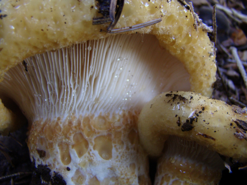 Lactarius-intermedius-Krombh.-Berk.-Broome-DSC03582