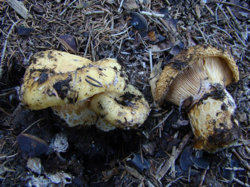 Lactarius-intermedius-Krombh.-Berk.-Broome-DSC03583
