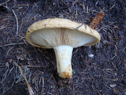 Lactarius-intermedius-Krombh.-Berk.-Broome-DSC03663
