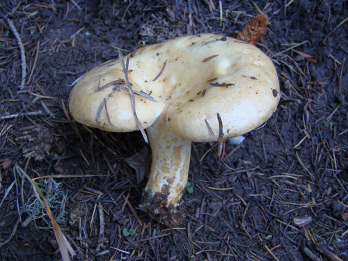 Lactarius-intermedius-Krombh.-Berk.-Broome-DSC03664