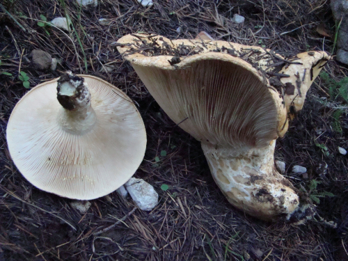Lactarius-intermedius-Krombh.-Berk.-Broome-DSC03735