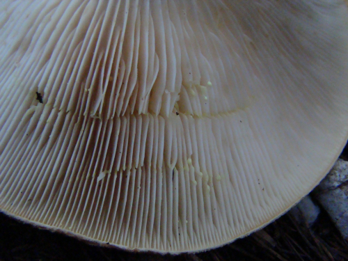 Lactarius-intermedius-Krombh.-Berk.-Broome-DSC03736