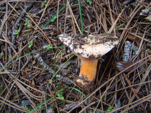 Lactarius-salmonicolor-R.-Heim-Leclair-DSC03117