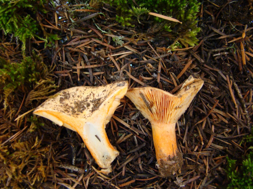 Lactarius-salmonicolor-R.-Heim-Leclair-DSC03456