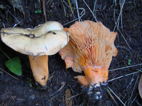 Lactarius-salmonicolor-R.-Heim-Leclair-DSC03659