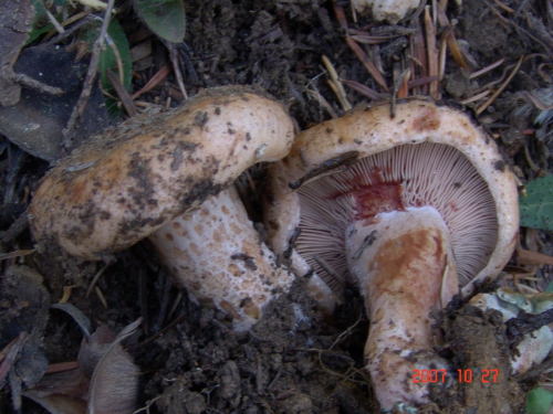 Lactarius-salmonicolor-R.-Heim-Leclair-DSC05015