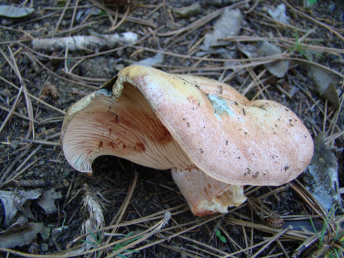 Lactarius-sanguifluus-Paulet-Fr.-DSC03613