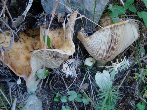 Lactarius-sanguifluus-Paulet-Fr.-DSC03628