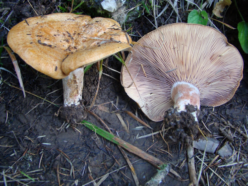 Lactarius-sanguifluus-Paulet-Fr.-DSC03660
