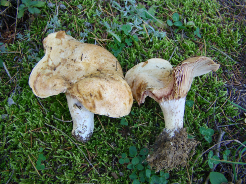 Lactarius-sanguifluus-Paulet-Fr.-DSC03686