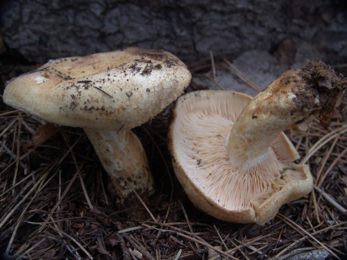 Lactarius-scrobiculatus-Scop.-Fr.-DSC03430
