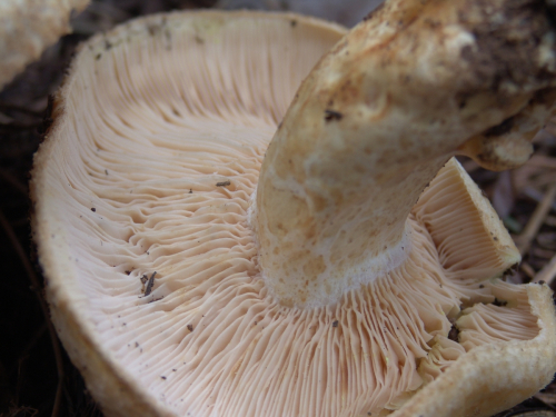 Lactarius-scrobiculatus-Scop.-Fr.-DSC03431