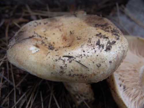 Lactarius-scrobiculatus-Scop.-Fr.-DSC03432