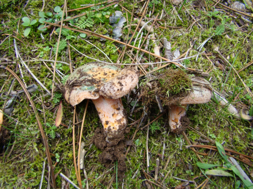 Lactarius-semisanguifluus-R.-Heim-Leclair-DSC03129