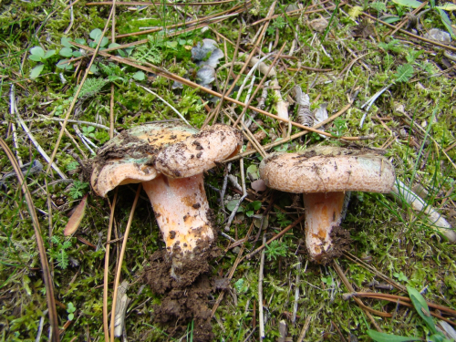 Lactarius-semisanguifluus-R.-Heim-Leclair-DSC03130