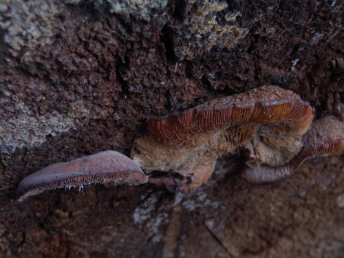 Lentinellus-castoreus-Fr.-Kuhner-Maire-DSC03417
