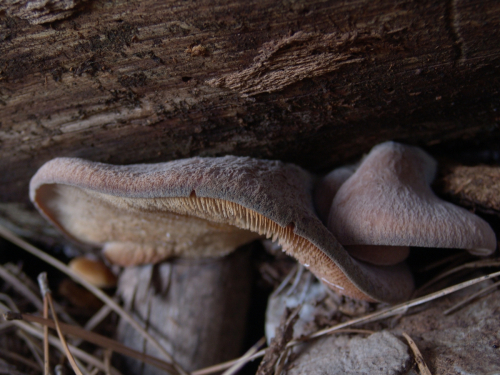 Lentinellus-castoreus-Fr.-Kuhner-Maire-DSC03418