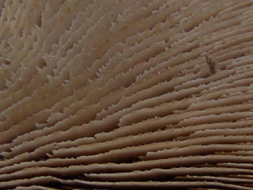 Lentinellus-castoreus-Fr.-Kuhner-Maire-DSC03420