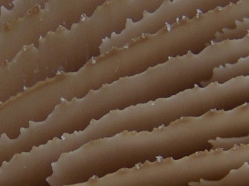 Lentinellus-castoreus-Fr.-Kuhner-Maire-DSC03421