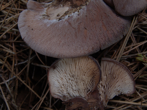 Lentinellus-castoreus-Fr.-Kuhner-Maire-DSC03423