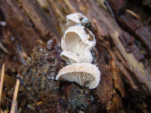 Lentinellus-sp.DSC02799