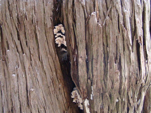 Lenzitopsis-oxycedri-Malencon-Bertault-DSC02807