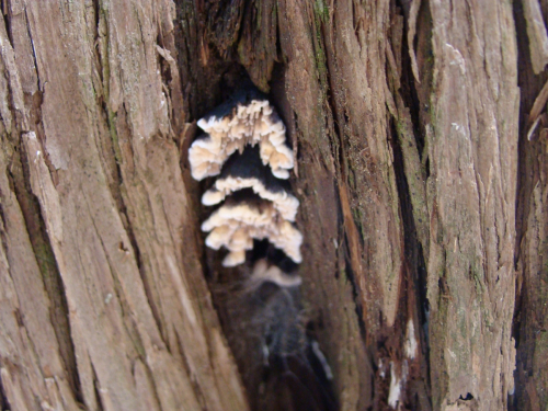 Lenzitopsis-oxycedri-Malencon-Bertault-DSC02808