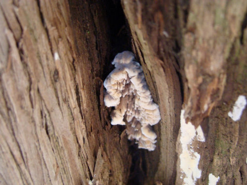 Lenzitopsis-oxycedri-Malencon-Bertault-DSC02809