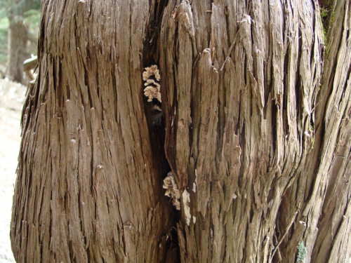 Lenzitopsis-oxycedri-Malencon-Bertault-DSC02810