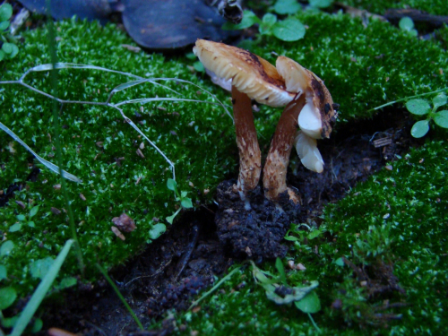 Lepiota-castanea-Quel.-DSC00224-2
