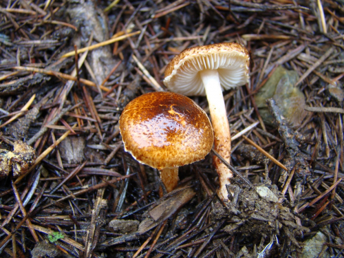 Lepiota-castanea-Quel.-DSC03209