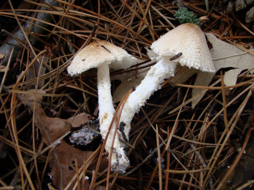 Lepiota-clypeolaria-Bull.-P.-Kumm.-DSC02844