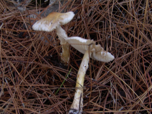 Lepiota-clypeolaria-Bull.-P.-Kumm.-DSC03127