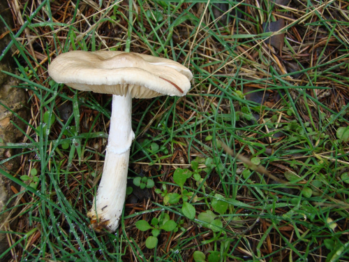 Lepiota-clypeolaria-Bull.-P.-Kumm.-DSC03213