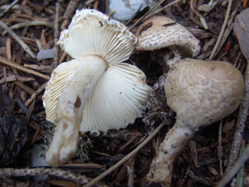 Lepiota-clypeolaria-Bull.-P.-Kumm.-DSC03445