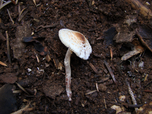 Lepiota-cristata-Bolton-P.-Kumm.-DSC03795