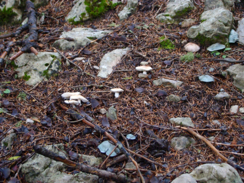 Lepiota-cylpeolaria-Bull.-P.-Kumm.-DSC03378