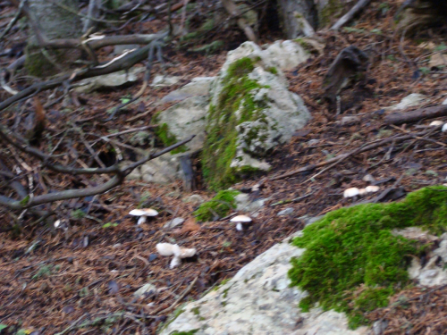 Lepiota-cylpeolaria-Bull.-P.-Kumm.-DSC03379
