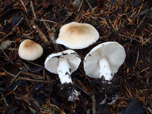 Lepiota-cylpeolaria-Bull.-P.-Kumm.-DSC03380