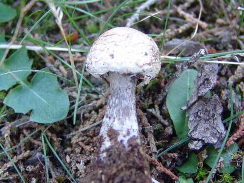 Lepiota-erminea-Fr.-Gillet-DSC02077