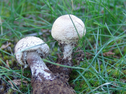 Lepiota-erminea-Fr.-Gillet-DSC02078-2